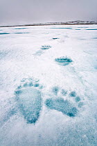 Polar bear (Ursus maritimus) footprints, Spitsbergen, Svalbard, Norway, Arctic Ocean.