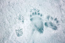Polar bear (Ursus maritimus) footprints compared to print from human shoe, Spitsbergen, Svalbard, Norway, Arctic Ocean.