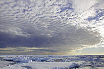 Ice floes, on the north of  Spitsbergen, with mackerel sky, Svalbard, Norwegian archipelago, Norway, Arctic Ocean