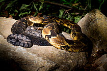 Timber rattlesnake (Crotalus horridus) with babies aged two days, part of a captive breeding and release programme, Roger Williams Park Zoo.