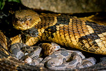 Timber rattlesnake (Crotalus horridus) with babies aged two days, part of a captive breeding and release programme, Roger Williams Park Zoo.