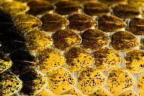 Timber rattlesnake  (Crotalus horridus) female close up of scales, Rhode Island, USA. Part of captive breeding and release programme, Roger Williams Park Zoo.