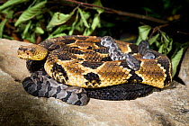 Timber rattlesnake  (Crotalus horridus) with babies aged  two days.  Rhode Island, USA. Photographed as part of a captive breeding and release programme, Roger Williams Park Zoo.