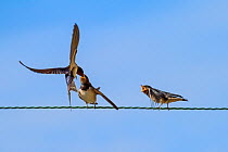 Barn swallow (Hirundo rustica) feeding chicks perched on wire, St Michael's Mount, Cornwall, England, UK, July.