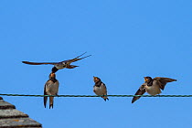 Barn swallow (Hirundo rustica) feeding chicks perched on wire, St Michael's Mount, Cornwall, England, UK, July.