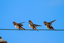 Barn Swallow (Hirundo rustica) chicks, St Michael's Mount, Cornwall.