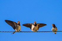 Barn swallow (Hirundo rustica) chicks on wire with mouths open waiting to be fed, St Michael's Mount, Cornwall.