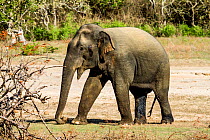Sri Lankan Asian elephants (Elephas maximus maximus) in the dry season, Yala National Park, Sri Lanka.