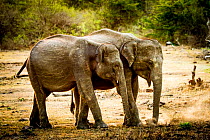 Sri Lankan Asian elephants (Elephas maximus maximus) in the dry season, Yala National Park, Sri Lanka.