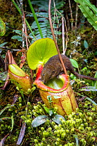 Mountain tree shrew (Tupaia montana) feeding on nectar secreted by the endemic Pitcher Plant (Nepenthes kinabaluensis) Montane forests (at 2200m-3000m), slopes of Mt Kinabalu. Kinabalu Park, Sabah, Bo...