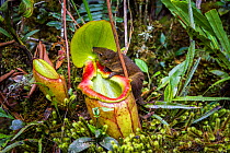 Mountain tree shrew (Tupaia montana) feeding on nectar secreted by the endemic Pitcher Plant (Nepenthes kinabaluensis) Montane forests (at 2200m-3000m), slopes of Mt Kinabalu. Kinabalu Park, Sabah, Bo...