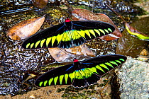 Raja Brookes Birdwing Butterfly (Trogonoptera brookiana), Borneo