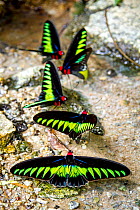 Raja Brookes Birdwing butterfly (Trogonoptera brookiana), Borneo. Small repro only