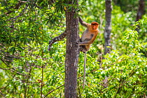 Proboscis monkey (Nasalis larvatus) female, Kinabatangan River, Sabah, Borneo.