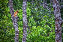 Proboscis monkey (Nasalis larvatus) feeding, Kinabatangan River, Sabah, Borneo.