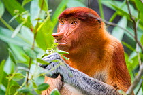 Female Proboscis monkey (Nasalis larvatus) feeding, Kinabatangan River, Sabah, Borneo.