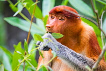 Proboscis monkey (Nasalis larvatus) female feeding, Kinabatangan River, Sabah, Borneo.