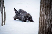 North American porcupine (Erethizon dorsatum) in snow, Vermont, USA. (Habituated rescued individual returned to the wild)
