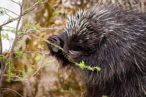 North American porcupine (Erethizon dorsatum), feeding on a young spruce tree. Vermont, USA. (Habituated rescued individual returned to the wild)