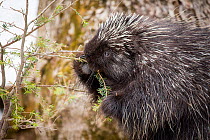 North American porcupine (Erethizon dorsatum), feeding on a young spruce tree. Vermont, USA. (Habituated rescued individual returned to the wild)