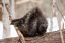 North American porcupine (Erethizon dorsatum), in defensive posture with erect quills. Vermont, USA. (Habituated rescued individual returned to the wild)