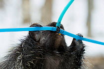 North American porcupine (Erethizon dorsatum) with a maple syrup tapping tube. These tubes are used to carry sap to large tanks. Porcupines have learned to bite the tubes so that they can drink the li...