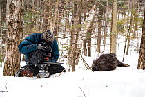 Cameraman filming a North American porcupine (Erethizon dorsatum), Vermont, USA. (Habituated rescued individual returned to the wild)