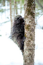 North American porcupine (Erethizon dorsatum),  climbing a tree in snow. Vermont, USA. (Habituated rescued individual returned to the wild)