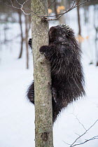 North American porcupine (Erethizon dorsatum),  climbing a tree in snow, Vermont, USA. (Habituated rescued individual returned to the wild)