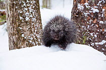 North American porcupine (Erethizon dorsatum) in snow, Vermont, USA. (Habituated rescued individual returned to the wild)