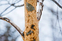 Bite marks on a tree caused by a North American porcupine (Erethizon dorsatum), Vermont, USA. (Habituated rescued individual returned to the wild)