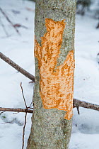 Bite marks on a tree caused by a North American porcupine (Erethizon dorsatum), Vermont, USA. (Habituated rescued individual returned to the wild)