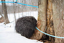North American porcupine (Erethizon dorsatum) with a maple syrup tapping tube. These tubes are used to carry sap to large tanks. Porcupines have learned to bite the tubes so that they can drink the li...