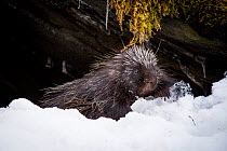North American porcupine (Erethizon dorsatum), leaving its rocky den, Vermont, USA. (Habituated rescued individual returned to the wild)