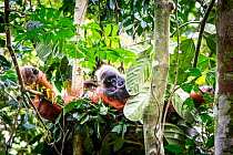 Sumatran Orangutan (Pongo abelii) resting in her nest. Gunung Leuser National Park, Sumatra, Indonesia