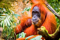 Sumatran Orangutan (Pongo abelii) female with very young baby, Gunung Leuser National Park, Sumatra, Indonesia