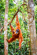 Sumatran orangutan (Pongo abelii) female with very young baby, Gunung Leuser National Park, Sumatra, Indonesia