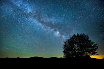 Milky Way over a tree, White Mountains, New Hampshire, USA, June 2015.