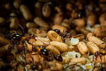 Larvae and pupae in mound of Allegheny mound ant (Formica exsectoides), Massachusetts, USA. Photographed in a set at Harvard Forest research facility.