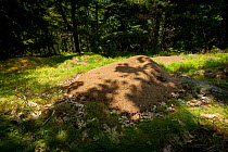 Nest mound of  the Allegheny mound ant (Formica exsectoides) Massachusetts, USA.