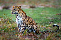 Leopard (Panthera pardus kotiya) Yala National Park, Sri Lanka.