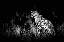 Leopard, (Panthera pardus kotiya) Yala National Park,   Sri Lanka. Taken with Infra red camera.
