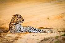 Leopard, (Panthera pardus kotiya) Sri Lanka, Yala National Park