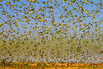 Budgerigars (Melopsittacus undulatus) flocking to find water, Northern Territory, Australia