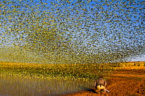 Cameraman Lyndsey Cupper filming for the BBC series Wonders of the Monsoon with flock of Budgerigars (Melopsittacus undulatus) flocking to find water, Northern Territory, Australia.