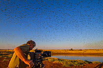 Cameraman Lyndsey Cupper filming for the BBC series Wonders of the Monsoon with flock of Budgerigars (Melopsittacus undulatus) flocking to find water, Northern Territory, Australia.