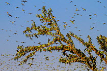 Budgerigars (Melopsittacus undulatus), flocking to find water, Summer, Northern Territory, Australia