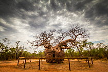 Boab or Australian Baobab tree (Adansonia gregorii) the 'prison tree' used as a prison for aboriginal people on their way to sentencing, 1800s.  Derby, Western Australia.