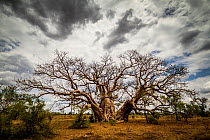 Boab or Australian Baobab trees (Adansonia gregorii) with clouds, Western Australia.