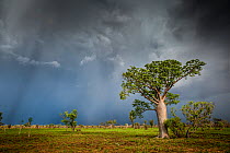 Boab or Australian Baobab tree (Adansonia gregorii) with sunrays, Western Australia.